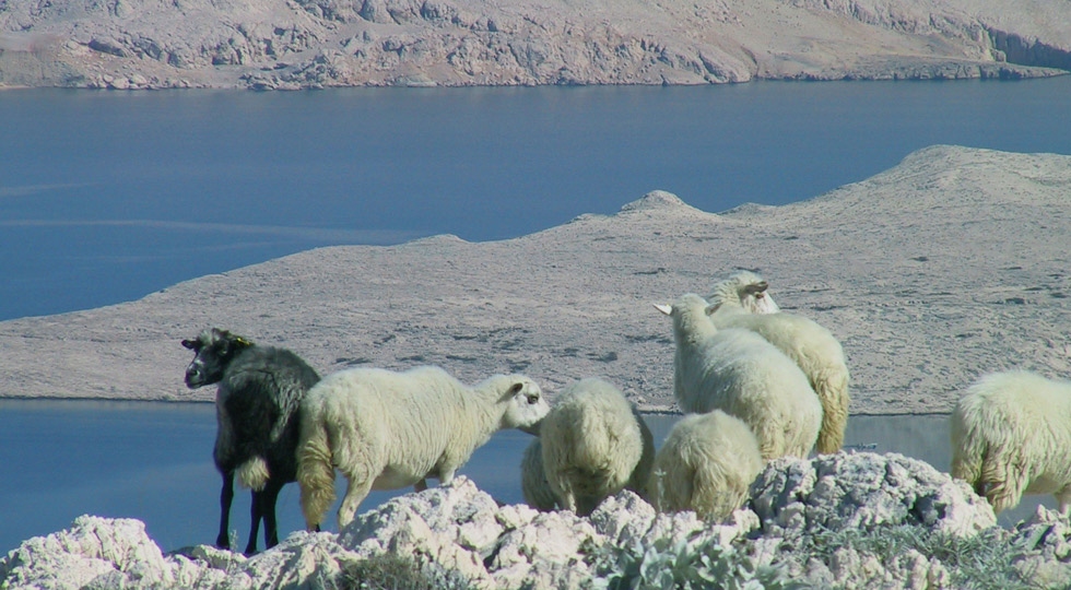 Pag sheep grazing on rocky terrain